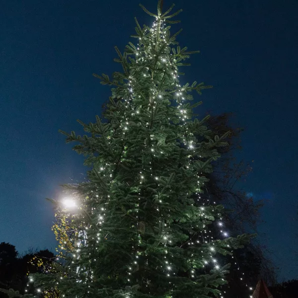 LauraLynn Tree Lit Up Against Night Sky 