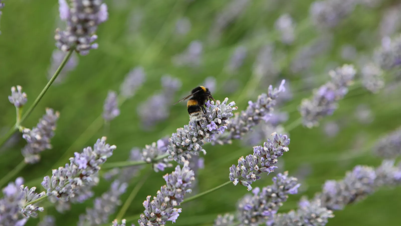 Bee on Lavender Plant 