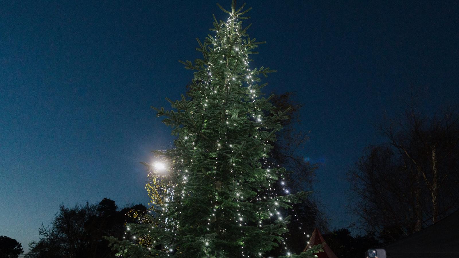 LauraLynn Tree Lit Up Against Night Sky 